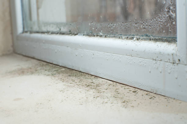 Trusted Fowler, MI Mold Removal Experts